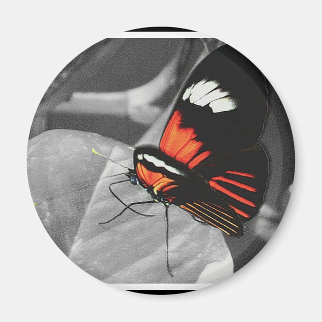 Butterfly Magnet (Front)