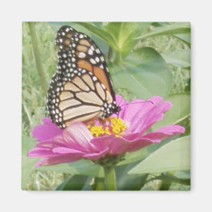 Butterfly Magnet