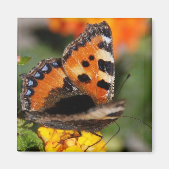 Butterfly Magnet (Front)