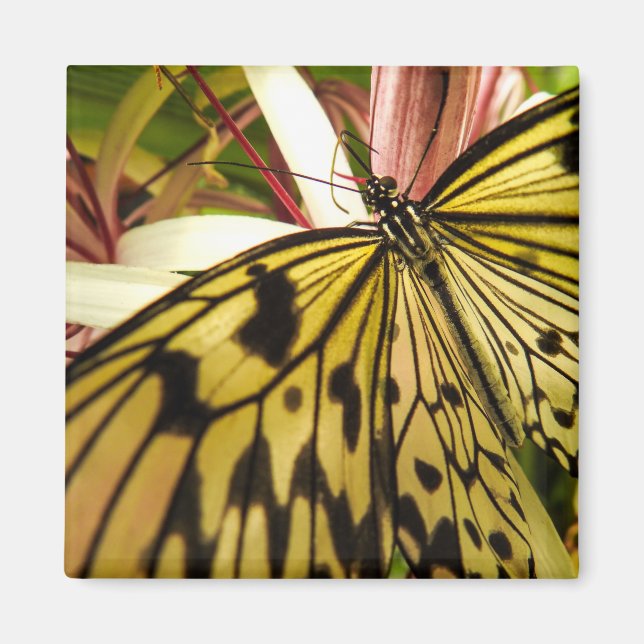 Butterfly Magnet (Front)