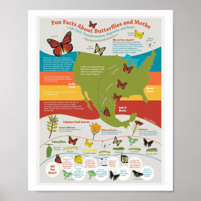 Butterfly Migration Poster (Front)