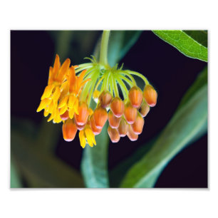 Butterfly Milkweed Buds and Blooms Photo Print