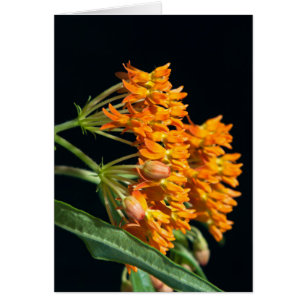 Butterfly Milkweed Florets and Buds on Black
