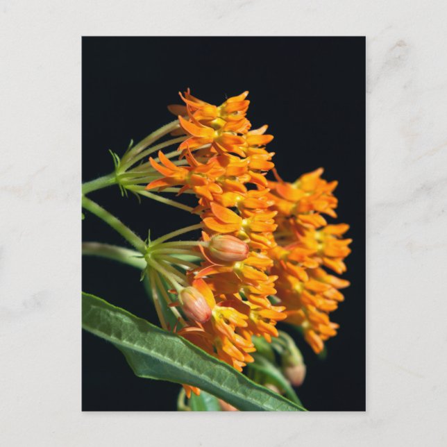 Butterfly Milkweed Florets and Buds on Black Postcard (Front)
