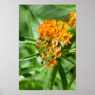 Butterfly Milkweed Flower and Foliage Poster
