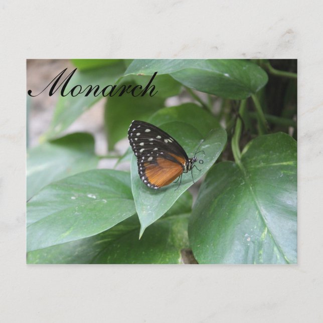 Butterfly Monarch # 3 Postcard (Front)