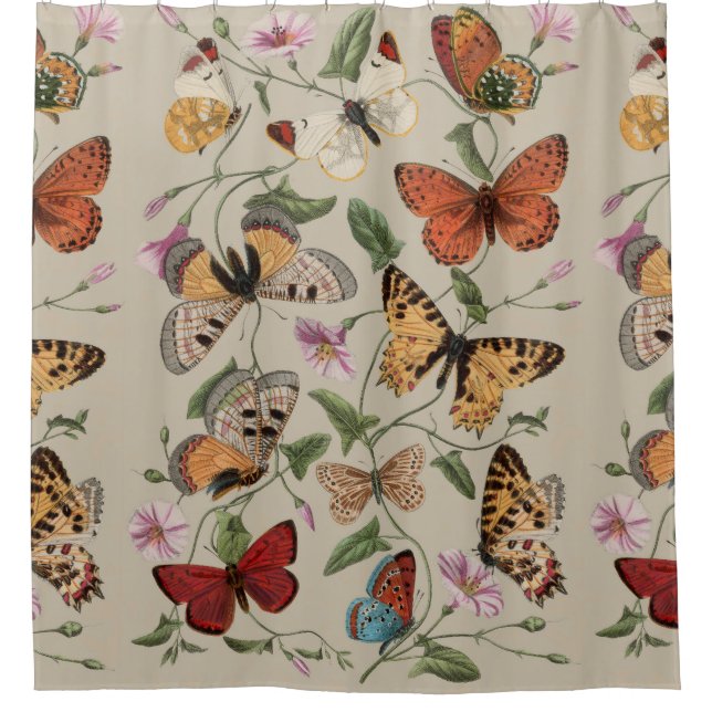 Butterfly Moth Nature Collection Drawing (Front)