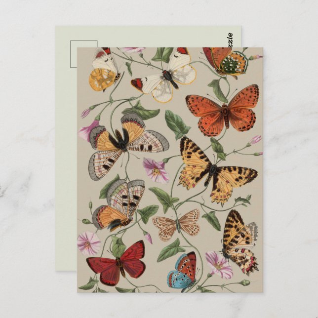 Butterfly Moth Nature Collection Drawing Postcard (Front/Back)