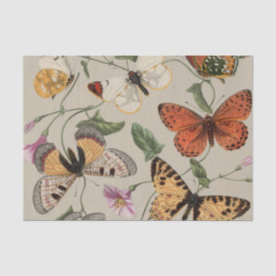 Butterfly Moth Nature Collection Drawing Tissue Paper