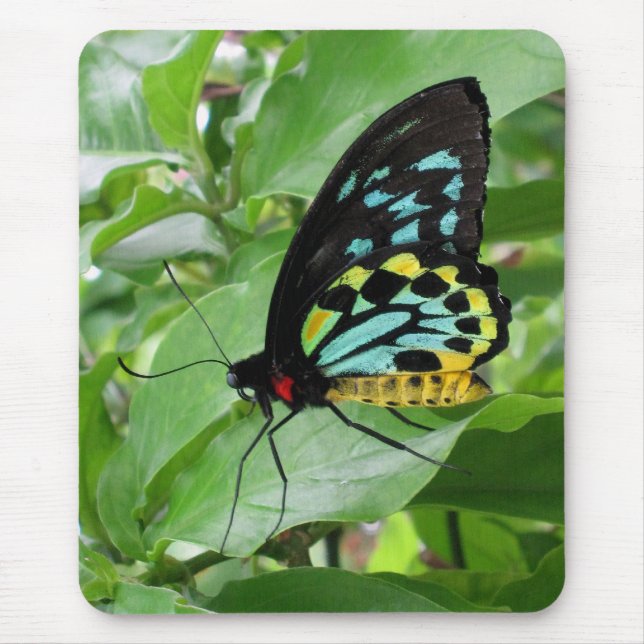 Butterfly Mousepad! Mouse Pad (Front)