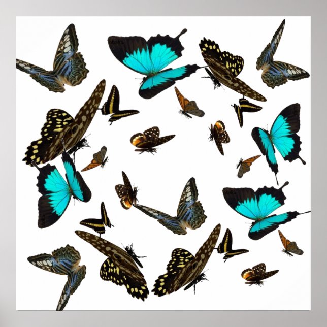 Butterfly multi Poster 24X24" (Front)