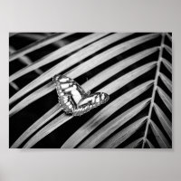 Butterfly Nature Insects Black and White