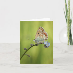 Butterfly Nature Photo Card