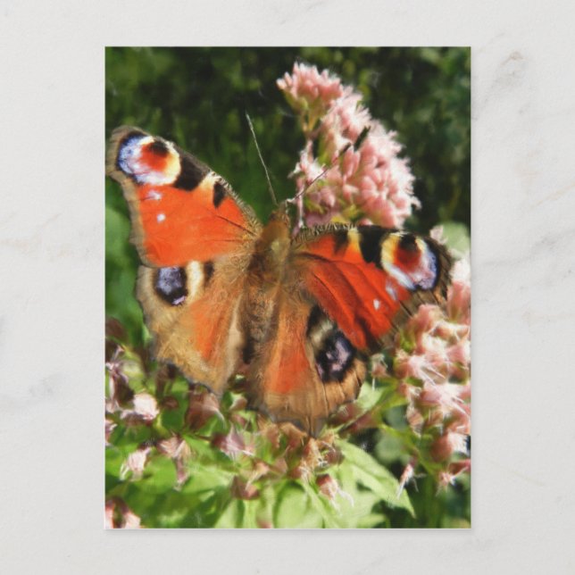Butterfly Oil Painting Postcard (Front)