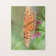 Butterfly on a flower found at a local park