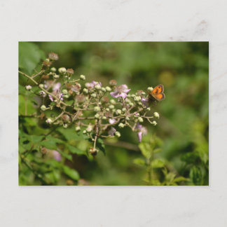 Butterfly on a flower postcard