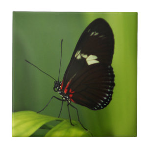 Butterfly on a Green Leaf with Black and Red Wings Tile