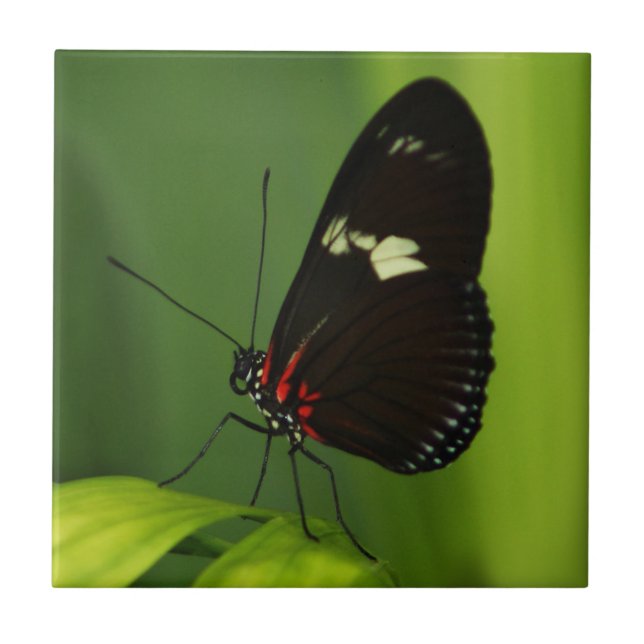 Butterfly on a Green Leaf with Black and Red Wings Tile (Front)