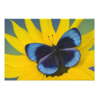 Butterfly on a Yellow Flower