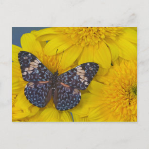 Butterfly on a Yellow Flower Postcard