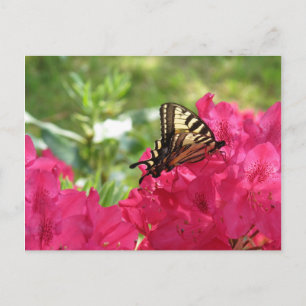 Butterfly on Azalea Nature Floral Postcard
