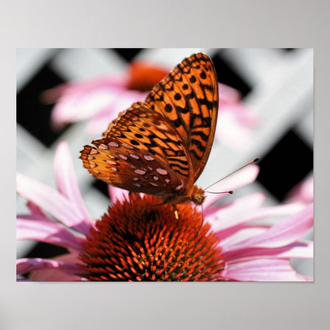 Butterfly On Coneflower 2  Poster (Front)