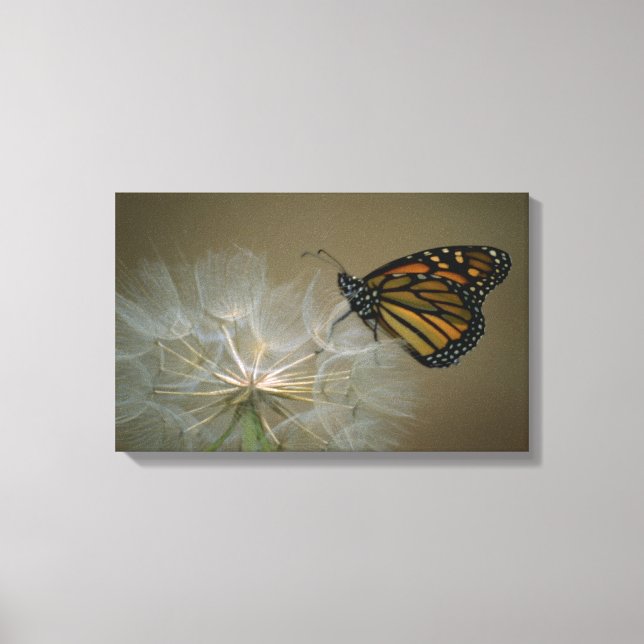 Butterfly on dandelion canvas print (Front)