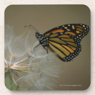 Butterfly on dandelion coaster