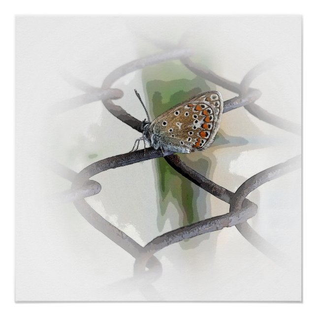 butterfly on fence poster (Front)