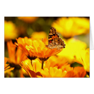 Butterfly on flower