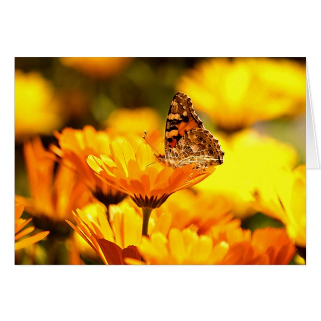 Butterfly on flower (Front Horizontal)