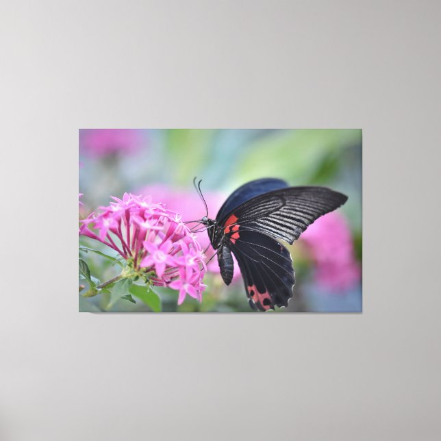 Butterfly on flower canvas print (Front)