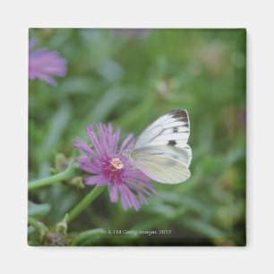 Butterfly on flower magnet