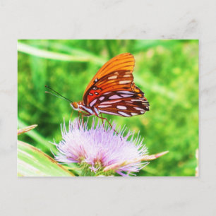 Butterfly on Flower Postcard