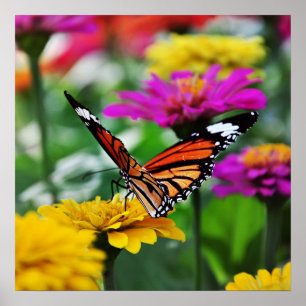 butterfly on flower poster