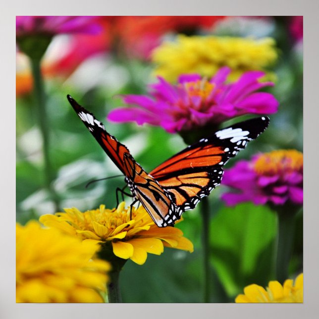 butterfly on flower poster (Front)