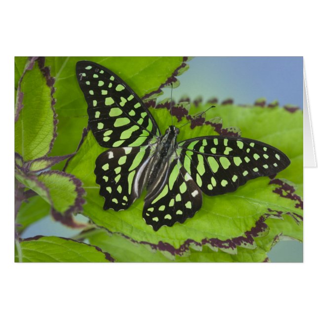 Butterfly on Green (Front Horizontal)