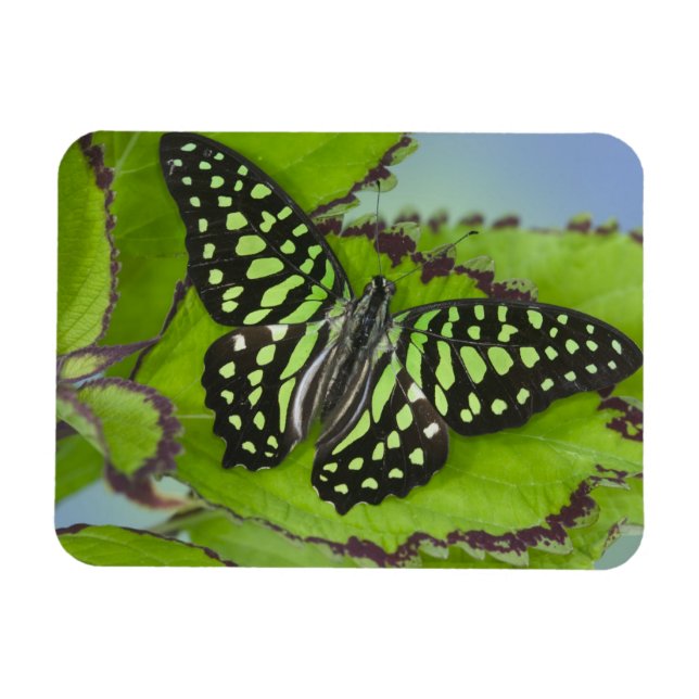 Butterfly on Green Magnet (Horizontal)