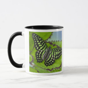 Butterfly on Green Mug
