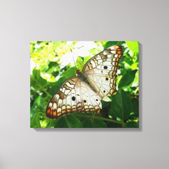Butterfly on Jasmine Tropical Nature Photography Canvas Print (Front)