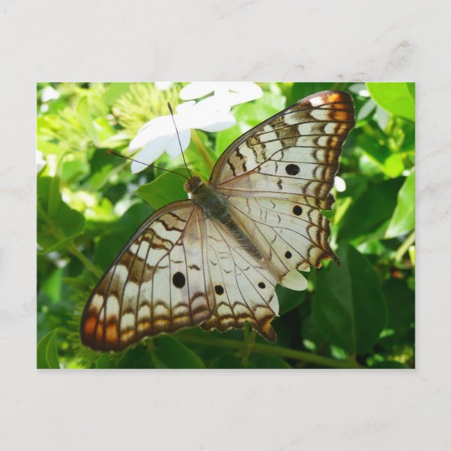 Butterfly on Jasmine Tropical Nature Photography Postcard (Front)