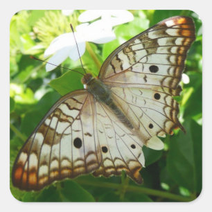Butterfly on Jasmine Tropical Nature Photography Square Sticker