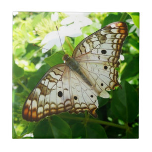Butterfly on Jasmine Tropical Nature Photography Tile