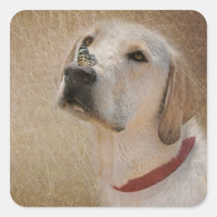 Butterfly on Labrador Retriever's Nose Square Sticker