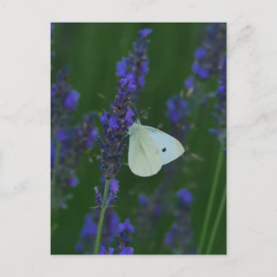 Butterfly on Lavender Postcard