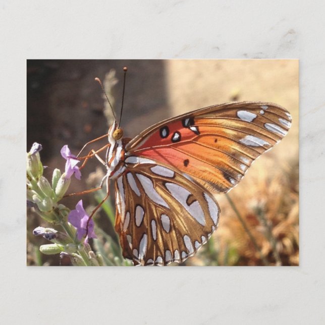 Butterfly on Lavender Postcard (Front)