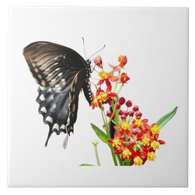 Butterfly on Milkweed Blooms, on White  Tile (Front)