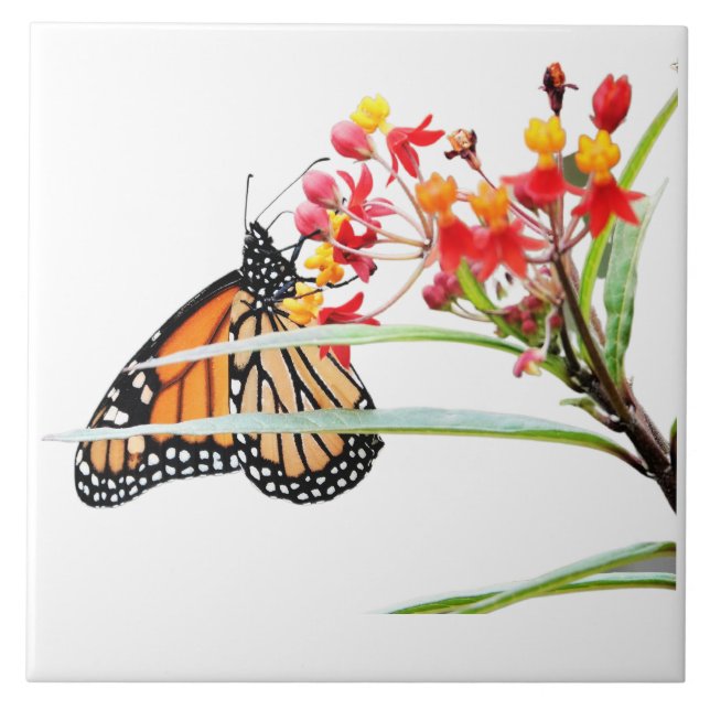 Butterfly on Milkweed Blooms, on White  Tile (Front)