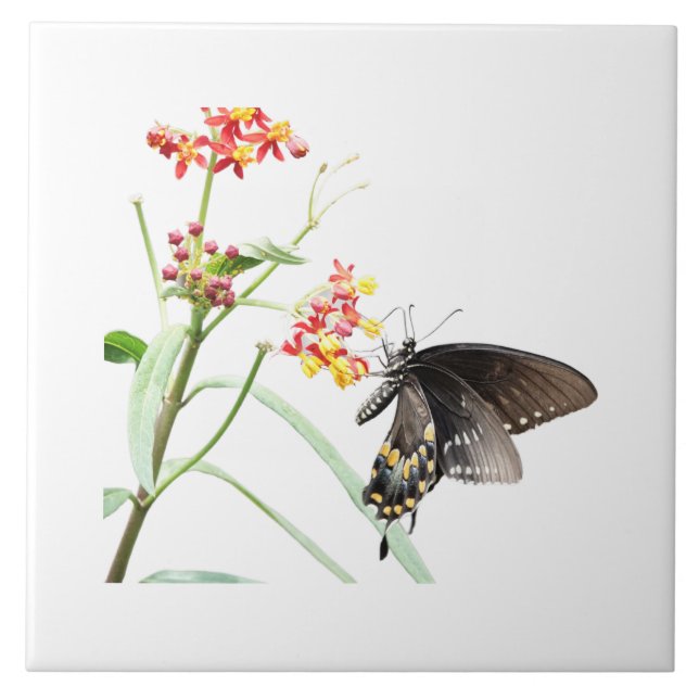 Butterfly on Milkweed Blooms, on White  Tile (Front)