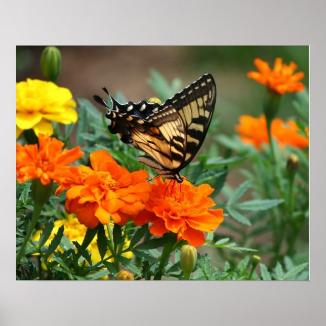 Butterfly on Orange and Yellow Flowers Poster (Front)
